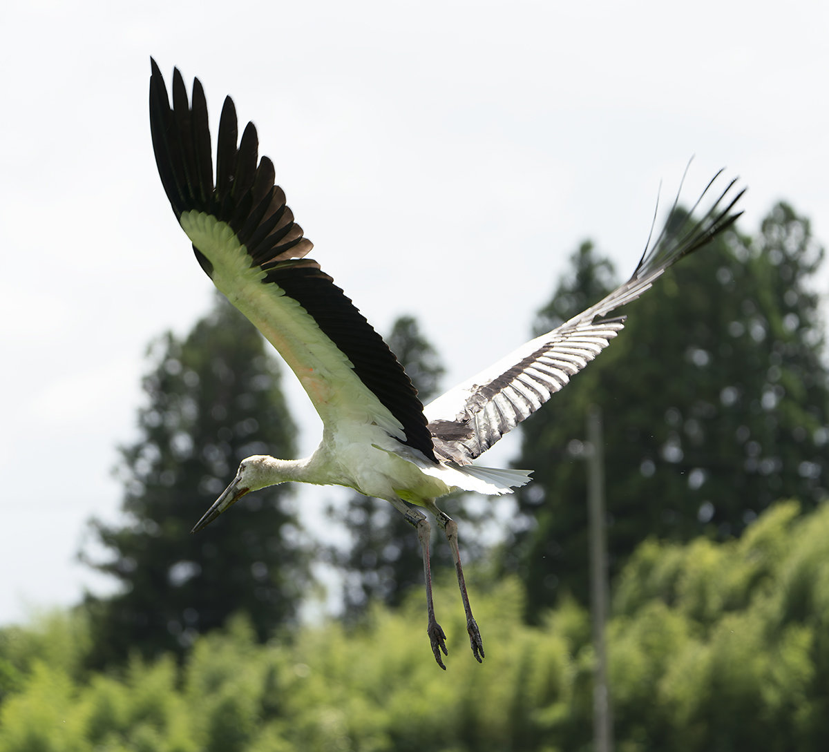 コウノトリJ0631