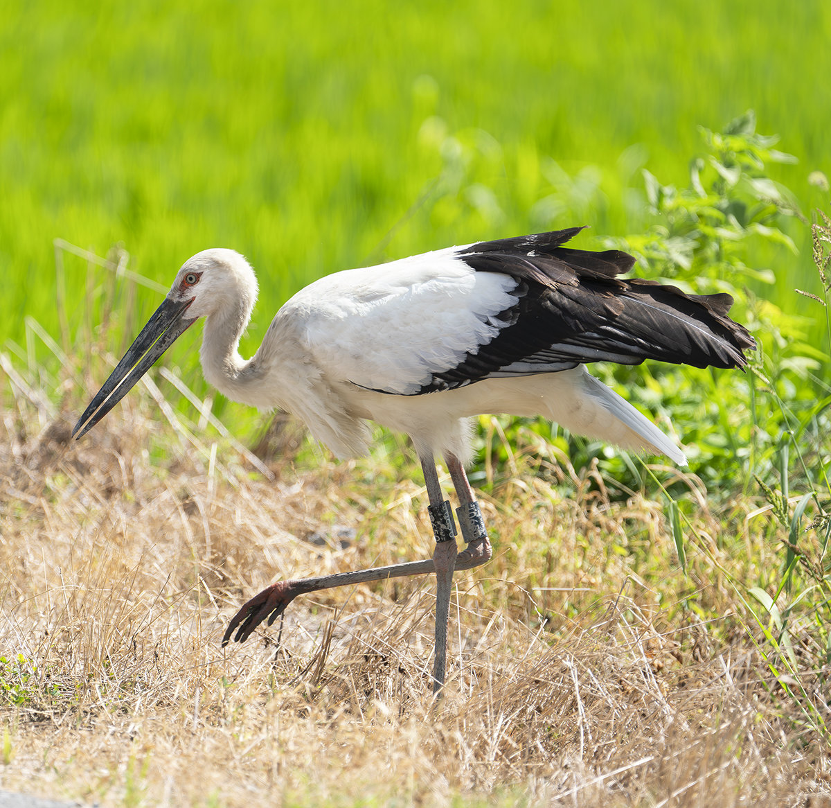 コウノトリJ0650
