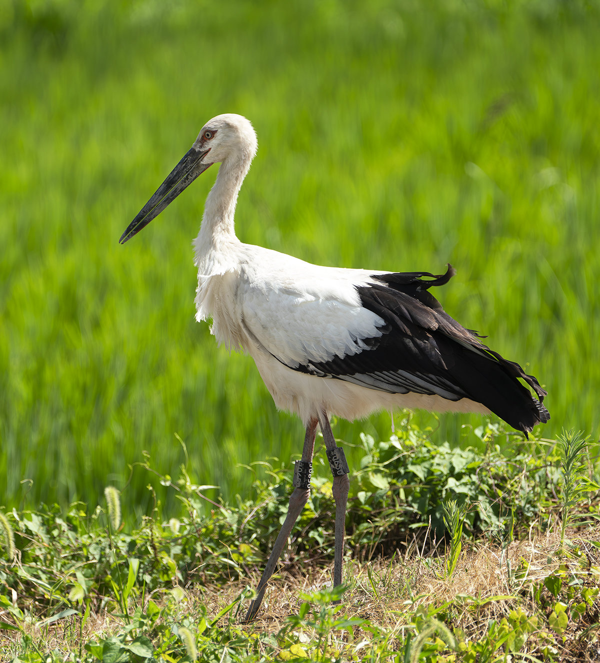 コウノトリ J0650