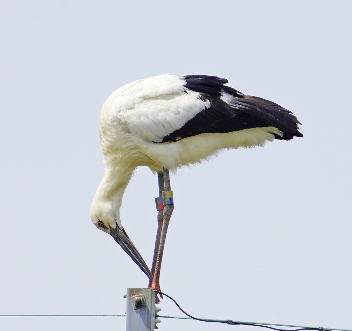 コウノトリ J0433