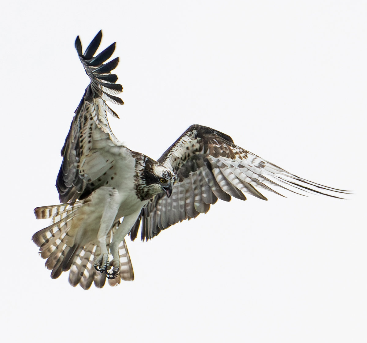 ミサゴのホバリング