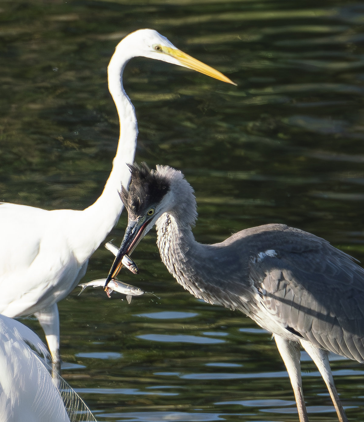アオサギの幼鳥