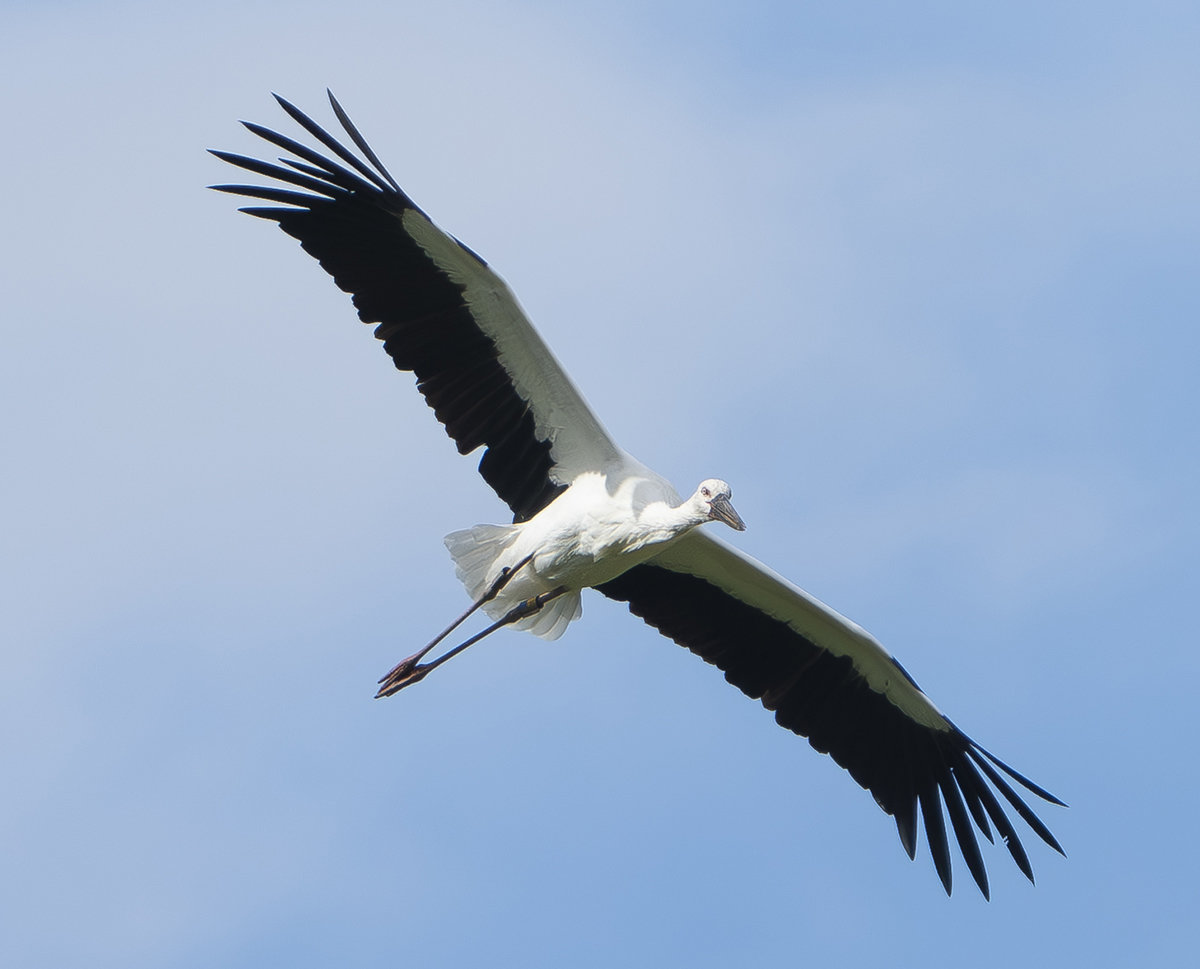 コウノトリの飛翔