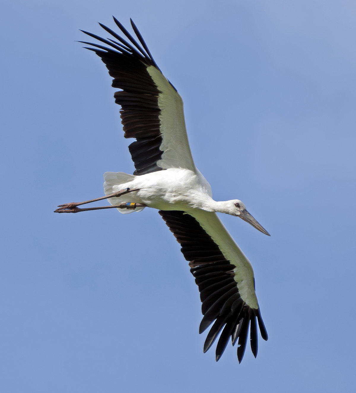 コウノトリの飛翔