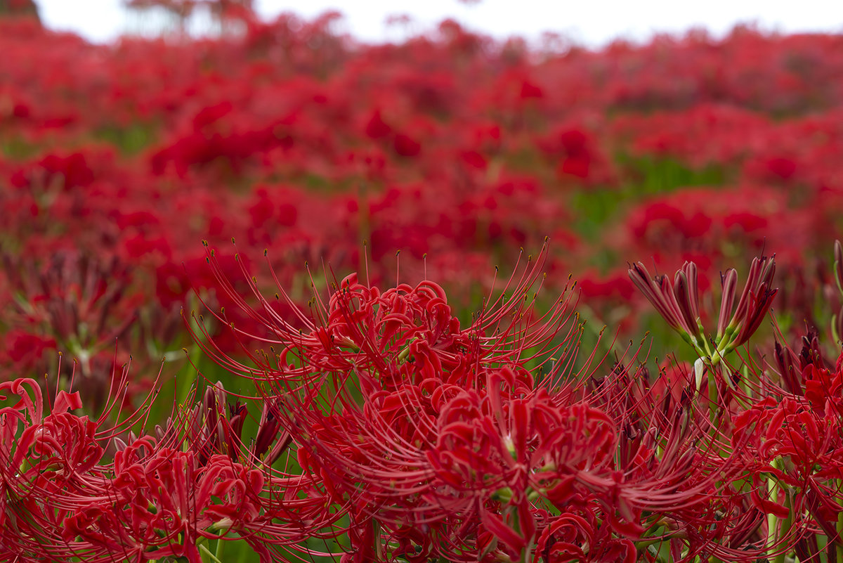 高島市の曼殊沙華