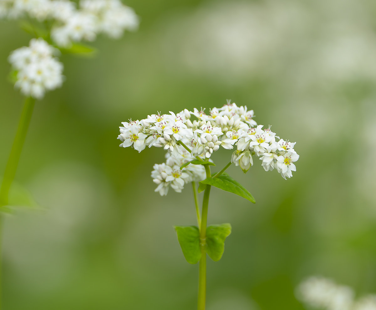 蕎麦の花