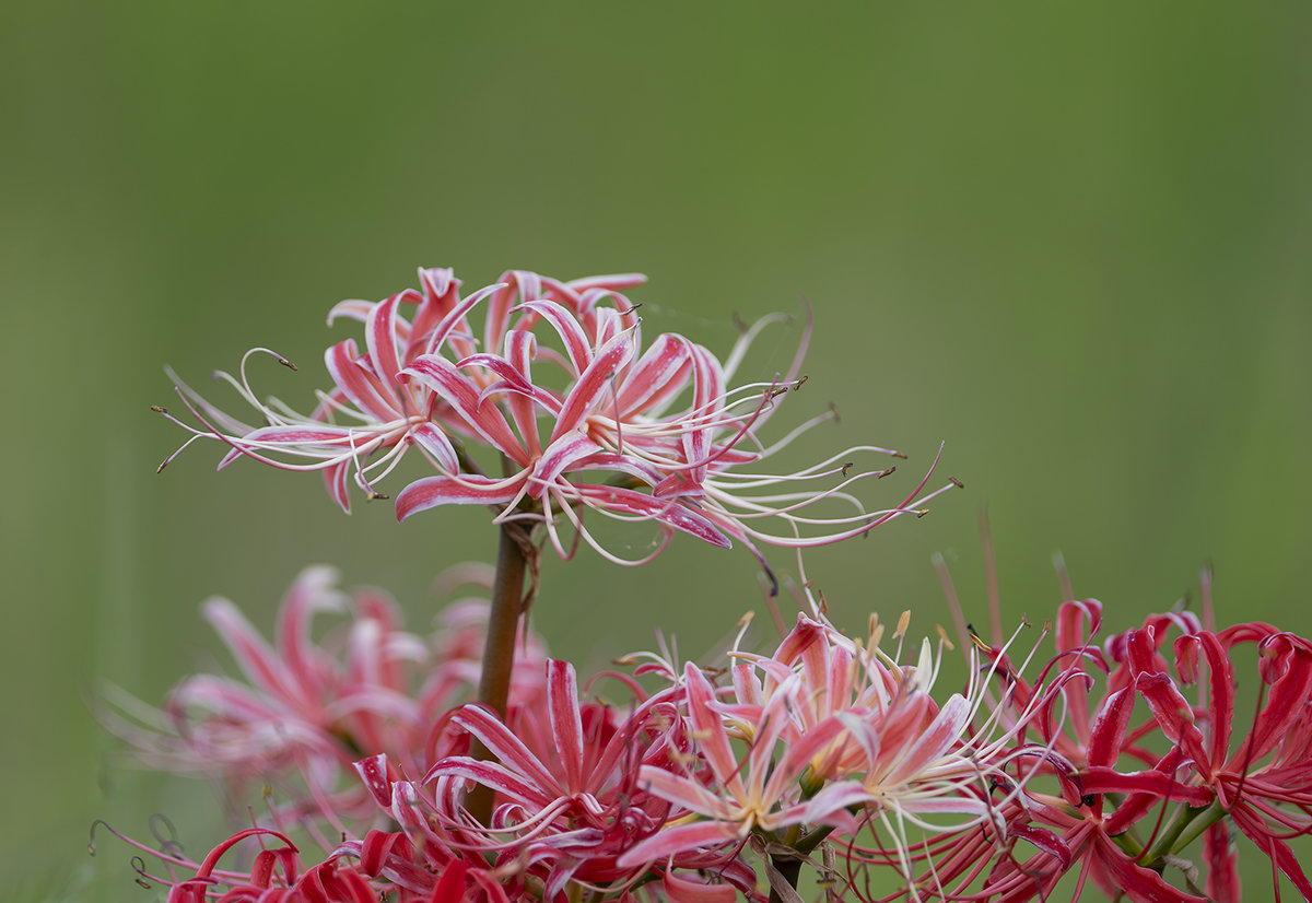 ピンク色の曼殊沙華