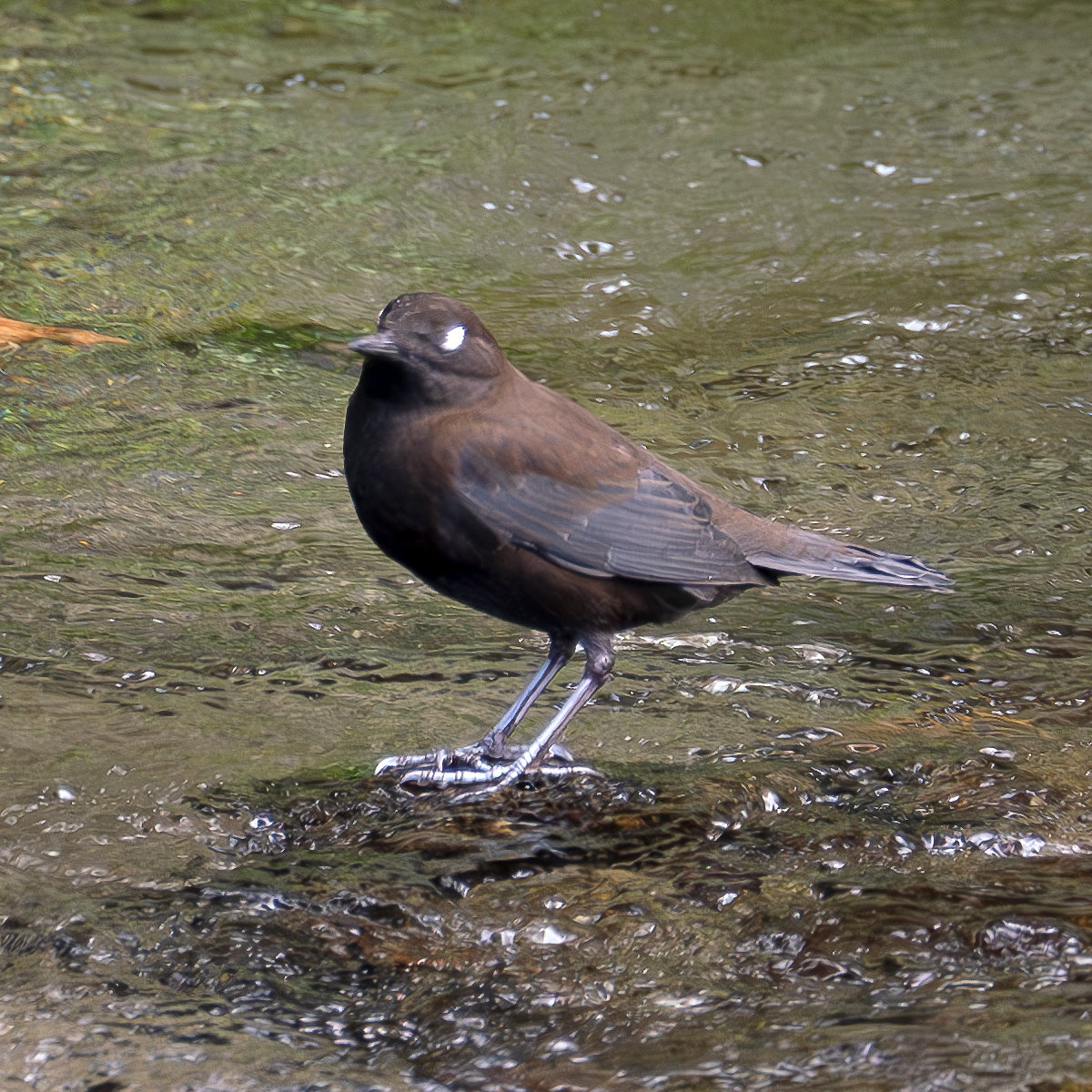 白い瞼のカワガラス