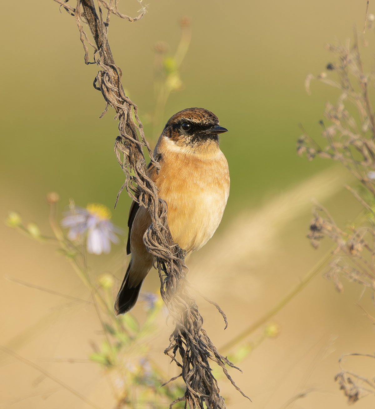 ノビタキのオス