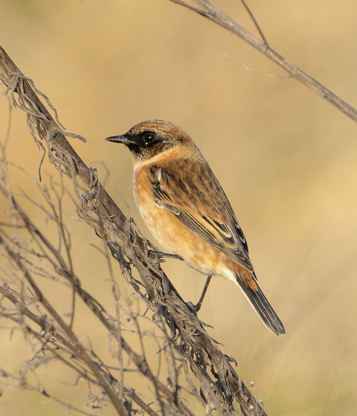 ノビタキのオス