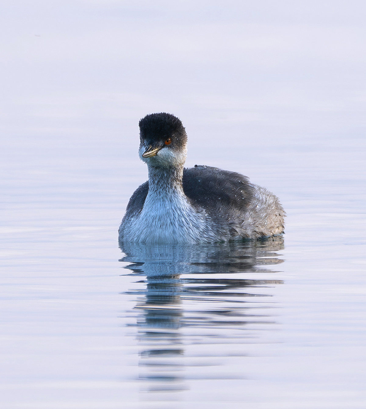 ハジロカイツブリ