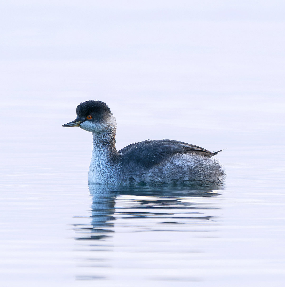 ハジロカイツブリ