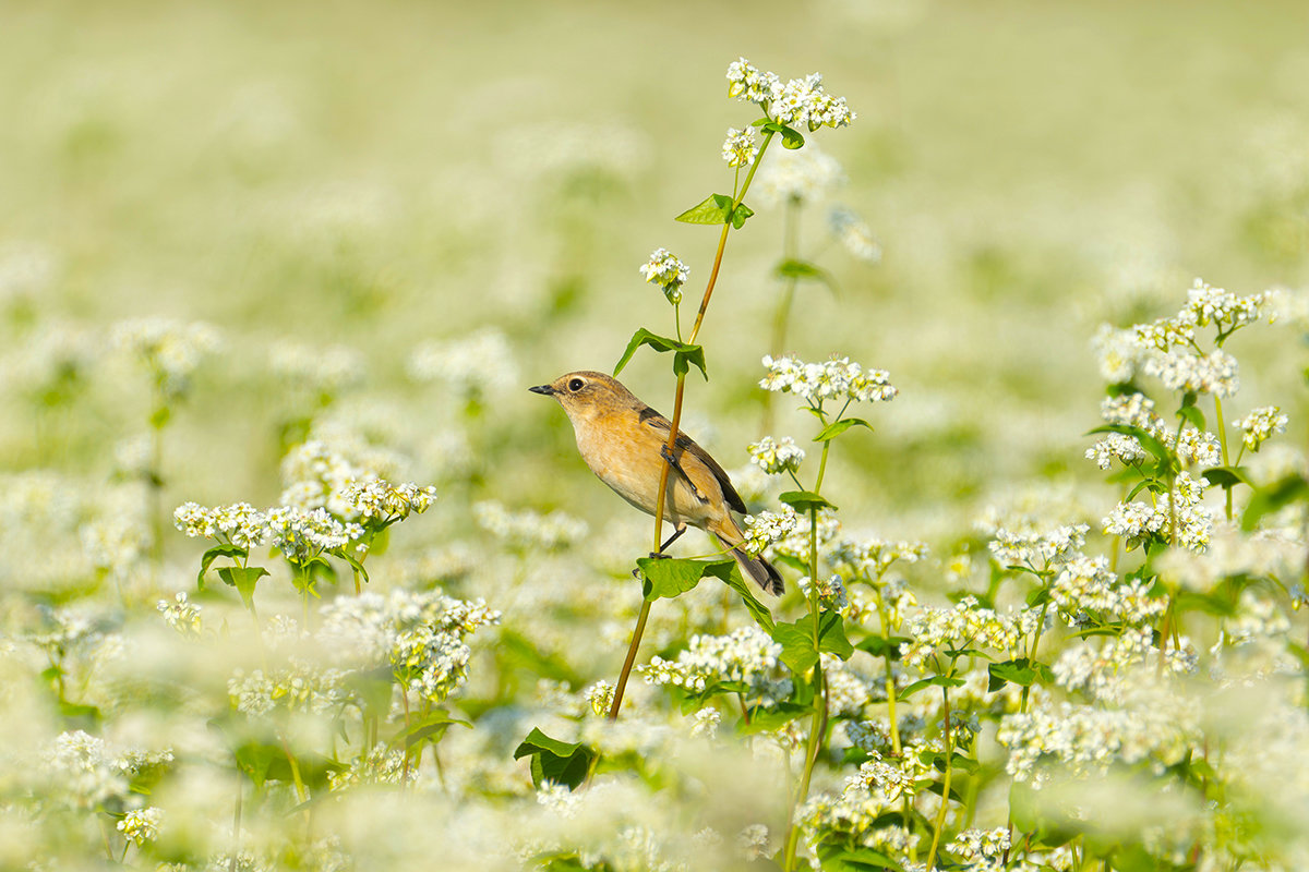蕎麦の花畑のノビタキ