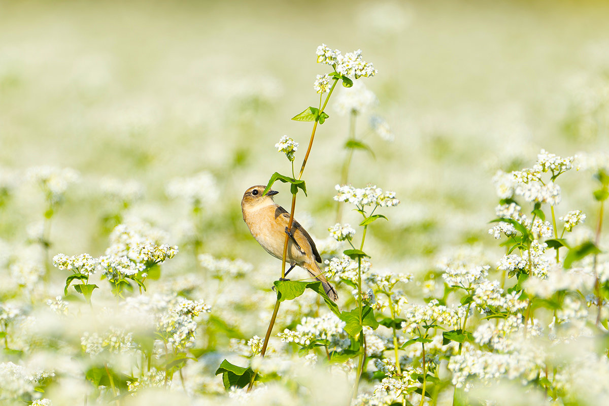 蕎麦の花畑のノビタキ