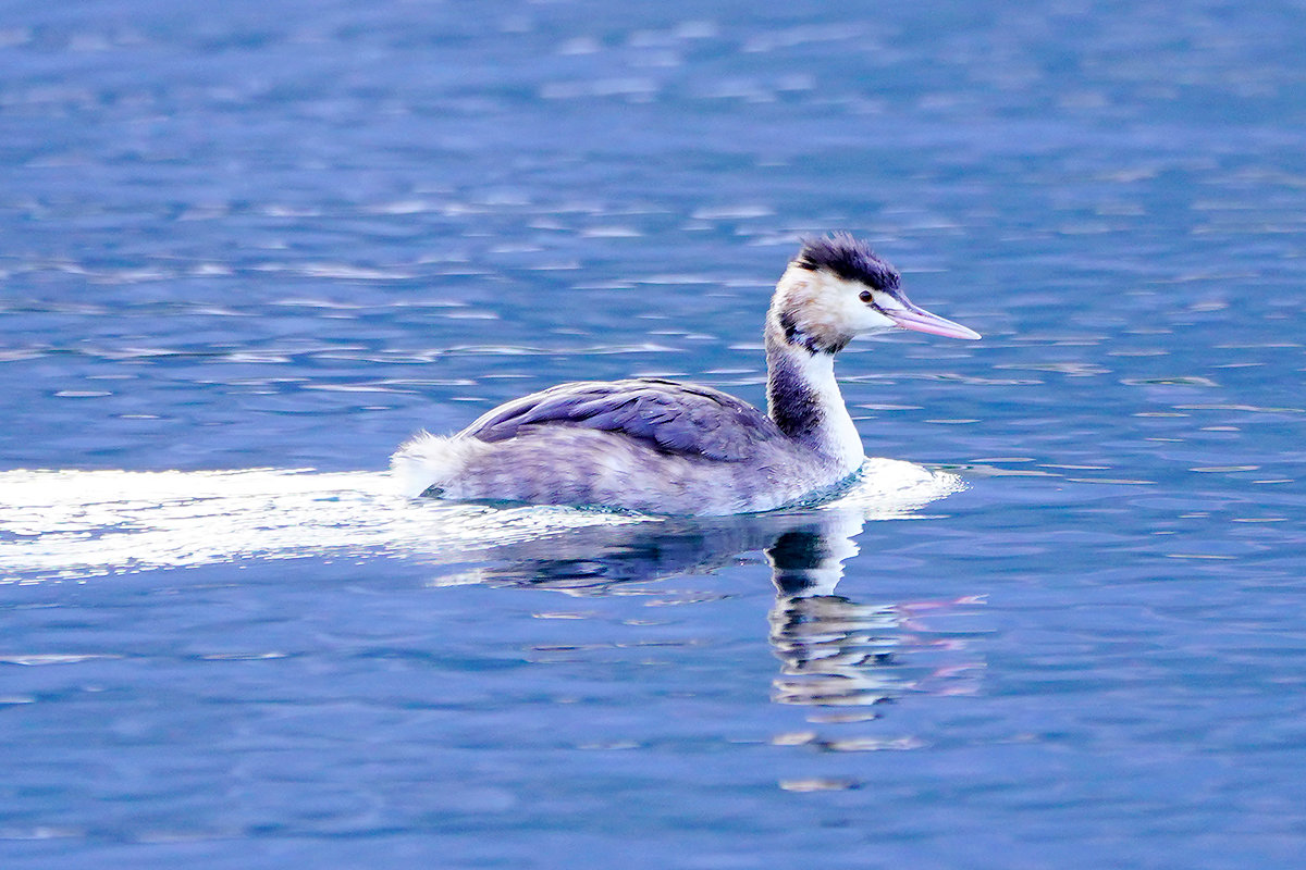 カンムリカイツブリの成鳥