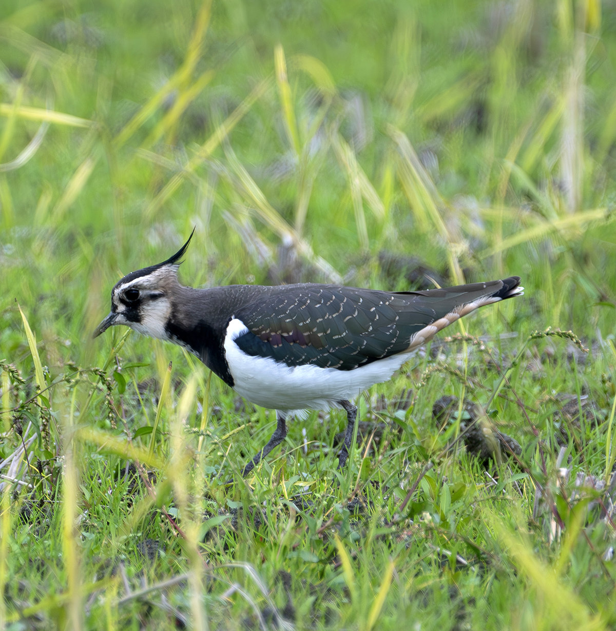 田んぼの貴婦人