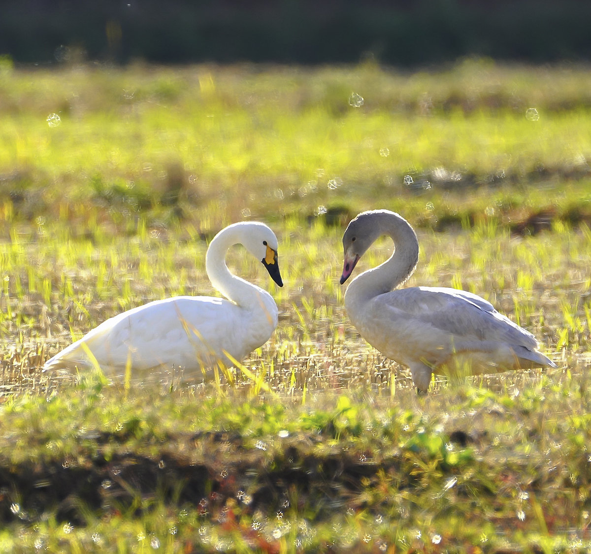 コハクチョウの親子