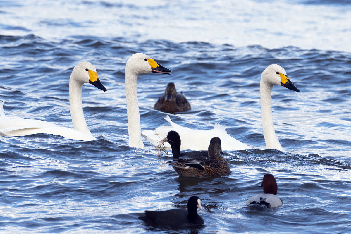 琵琶湖のコハクチョウ