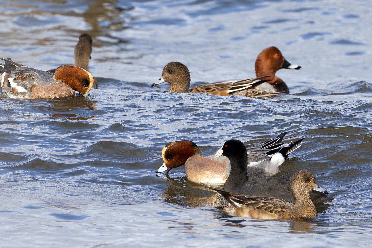 ヒドリガモとオオバン