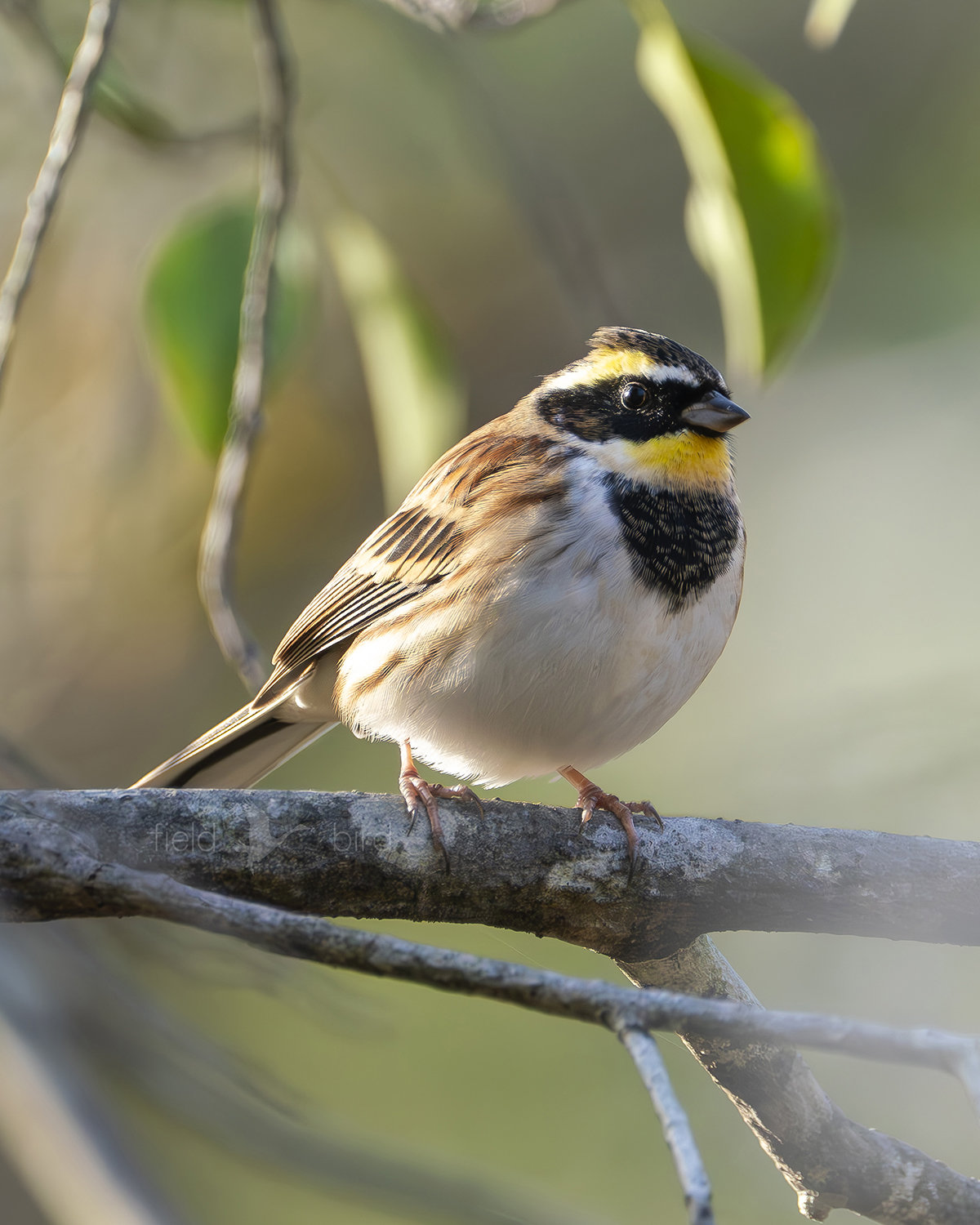 ミヤマホオジロ雄