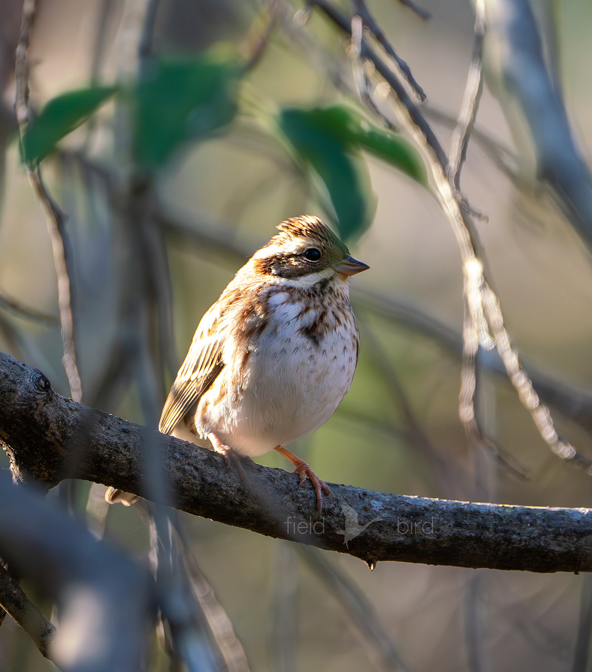 カシラダカ　メス