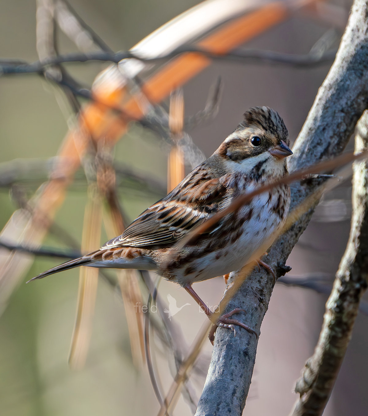 カシラダカの♂