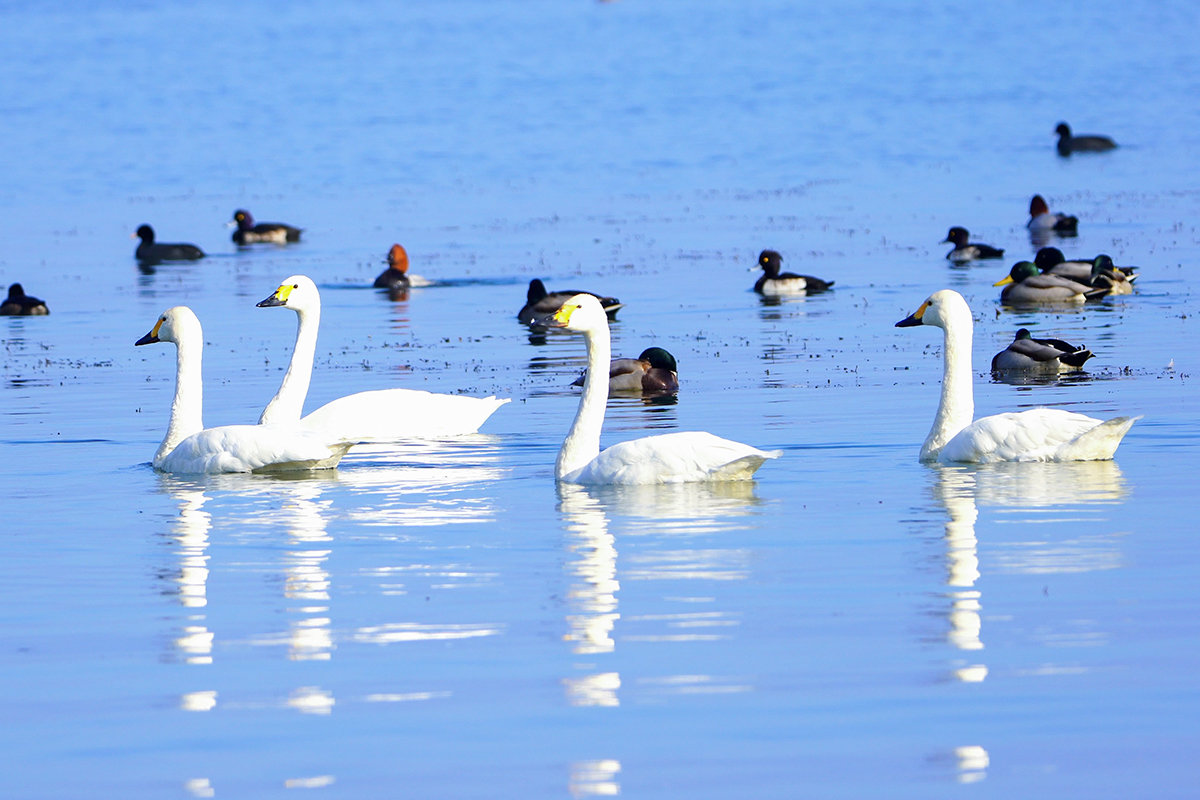 琵琶湖のコハクチョウ