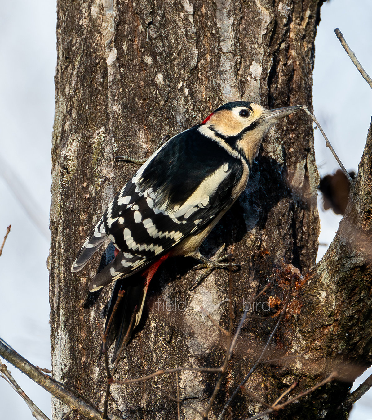 アカゲラのオス