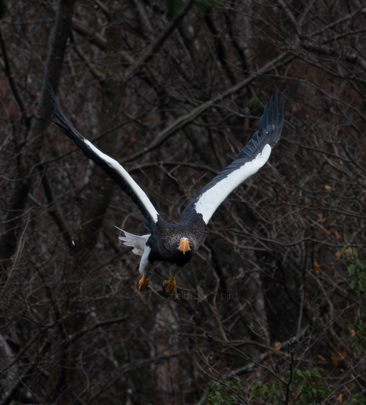 山本山のおばあちゃん