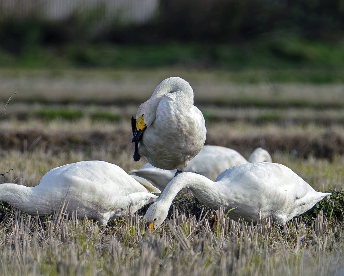 湖西のコハクチョウ