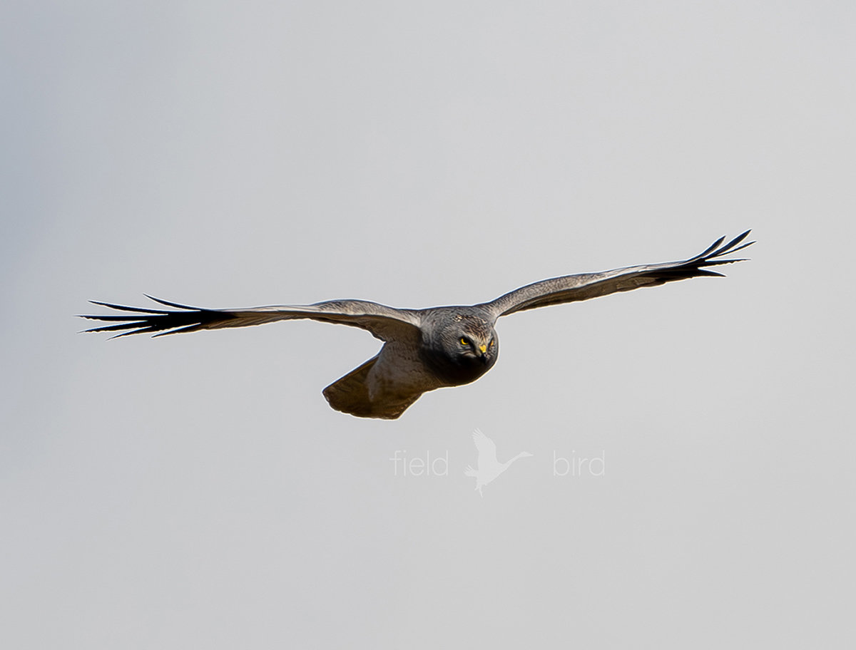 ハイイロチュウヒ　オス