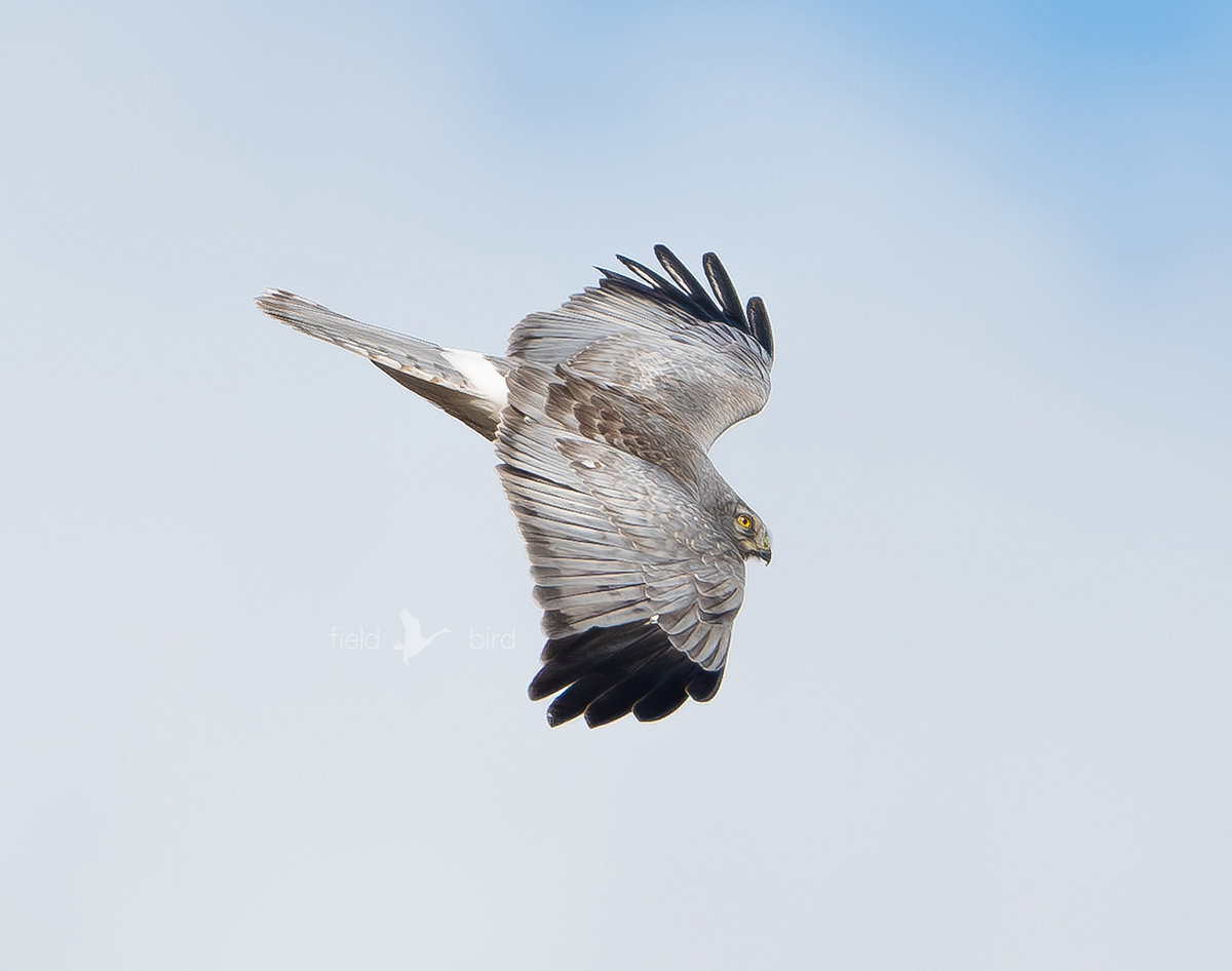 ハイイロチュウヒ　♂