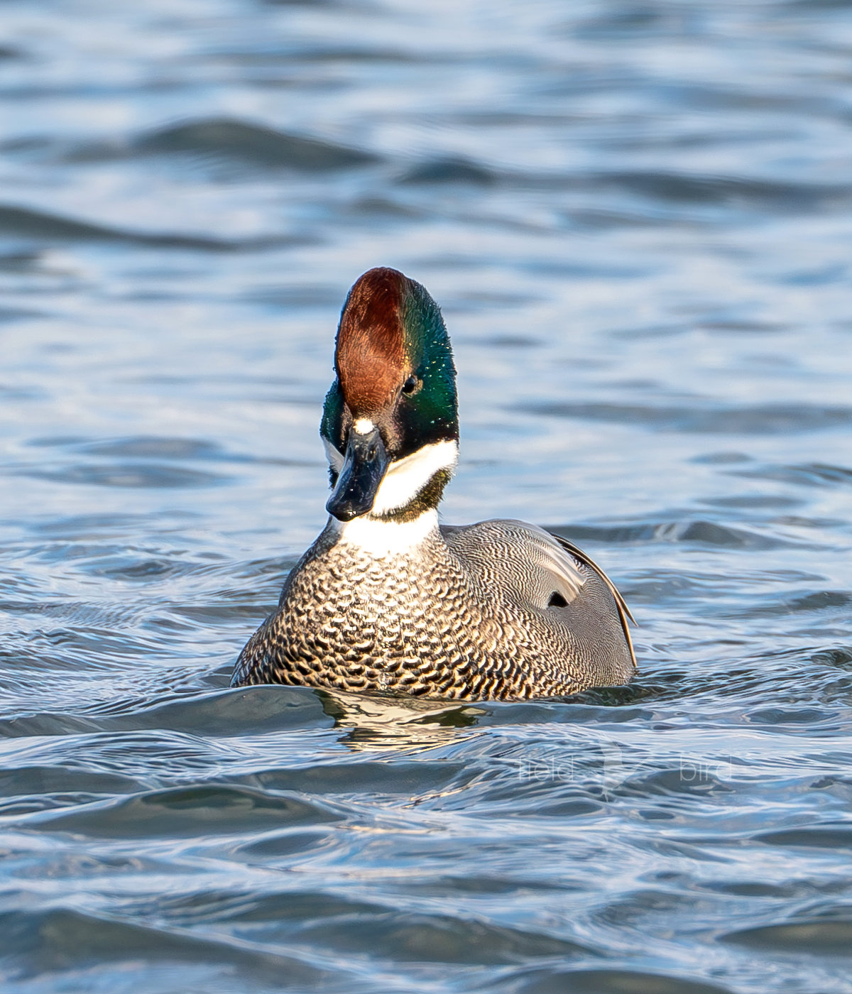 ヨシガモのオス