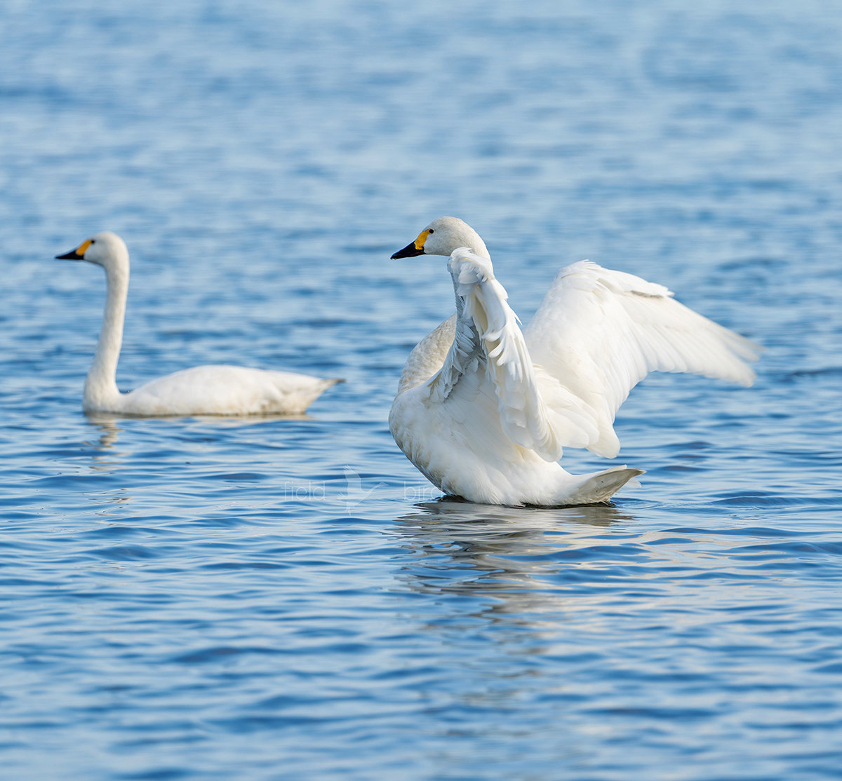 琵琶湖のコハクチョウ
