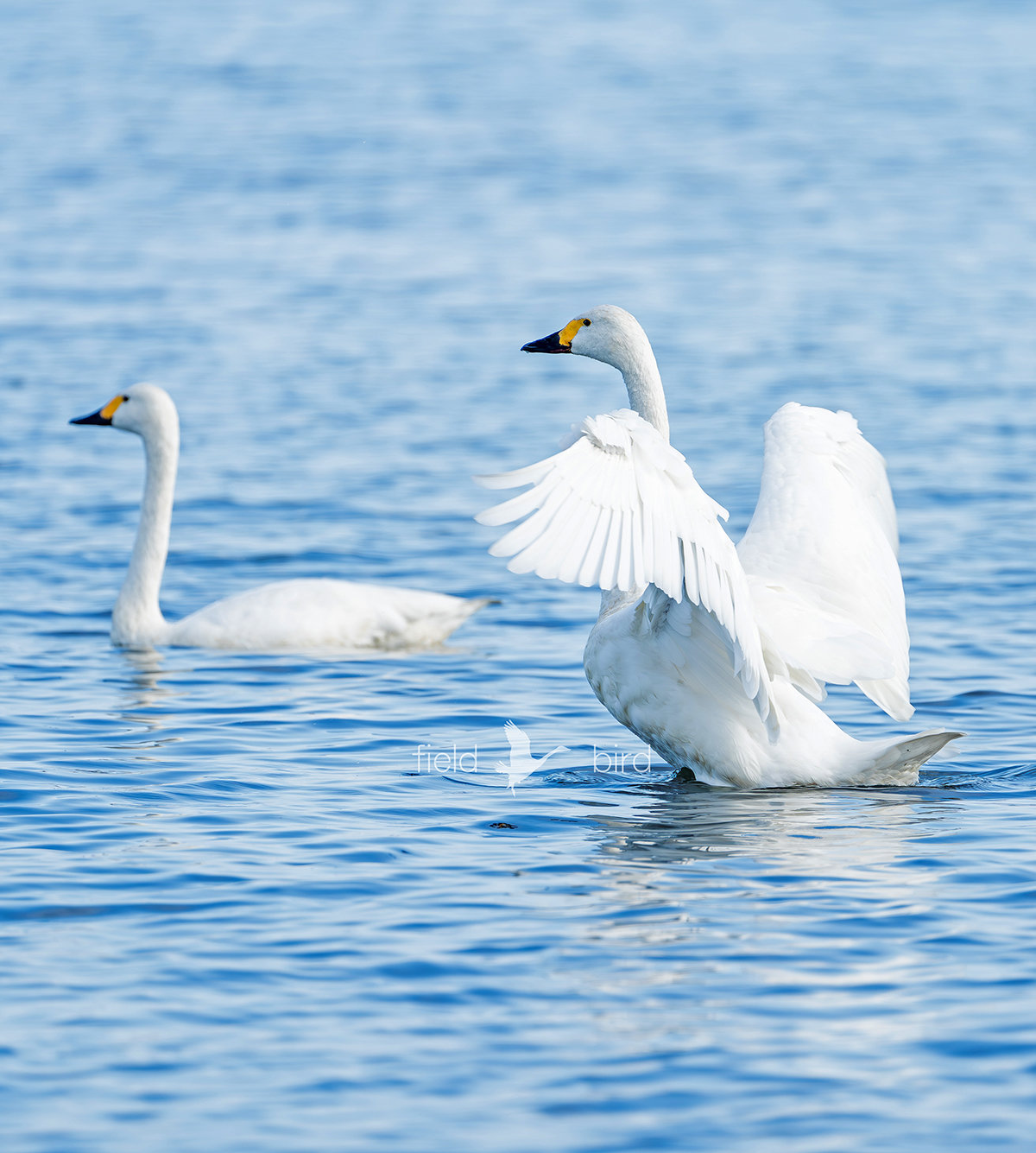 琵琶湖のコハクチョウ