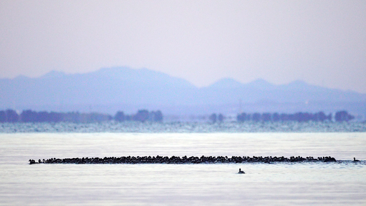 ハジロカイツブリの集団行動