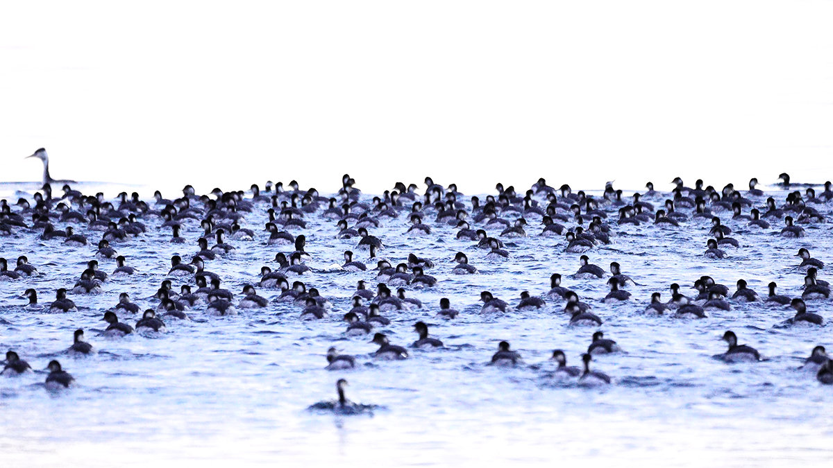 ハジロカイツブリの集団行動