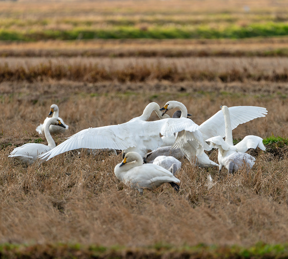 越冬中のコハクチョウ