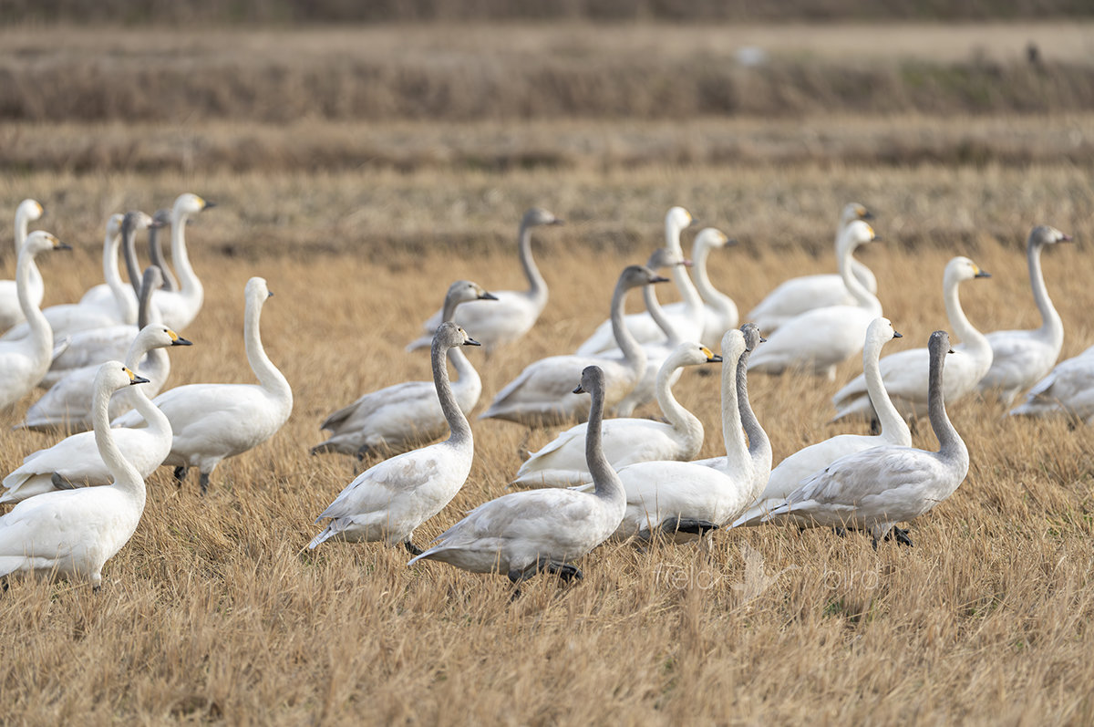 越冬中のコハクチョウ