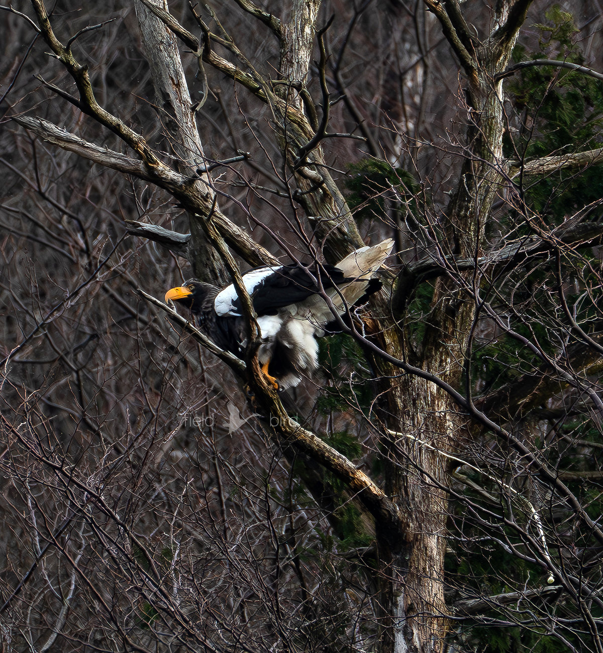山本山のオオワシ
