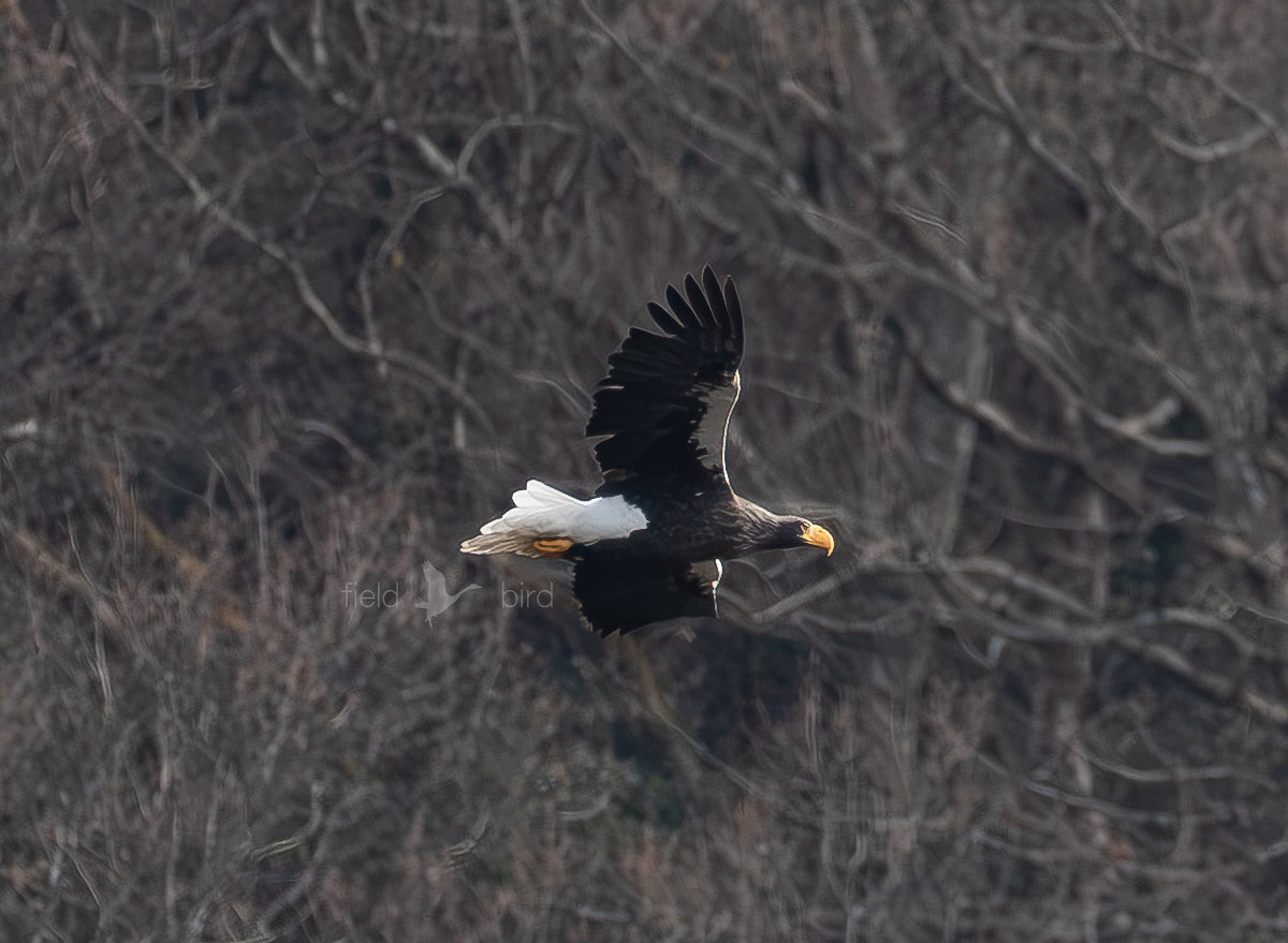 山本山のオオワシ