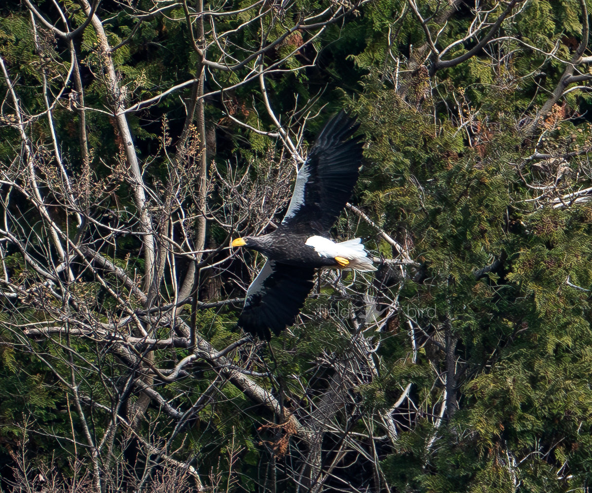 山本山のオオワシ