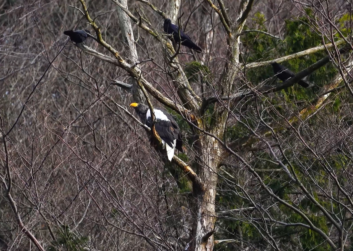 山本山のおばあちゃんとカラスの攻防