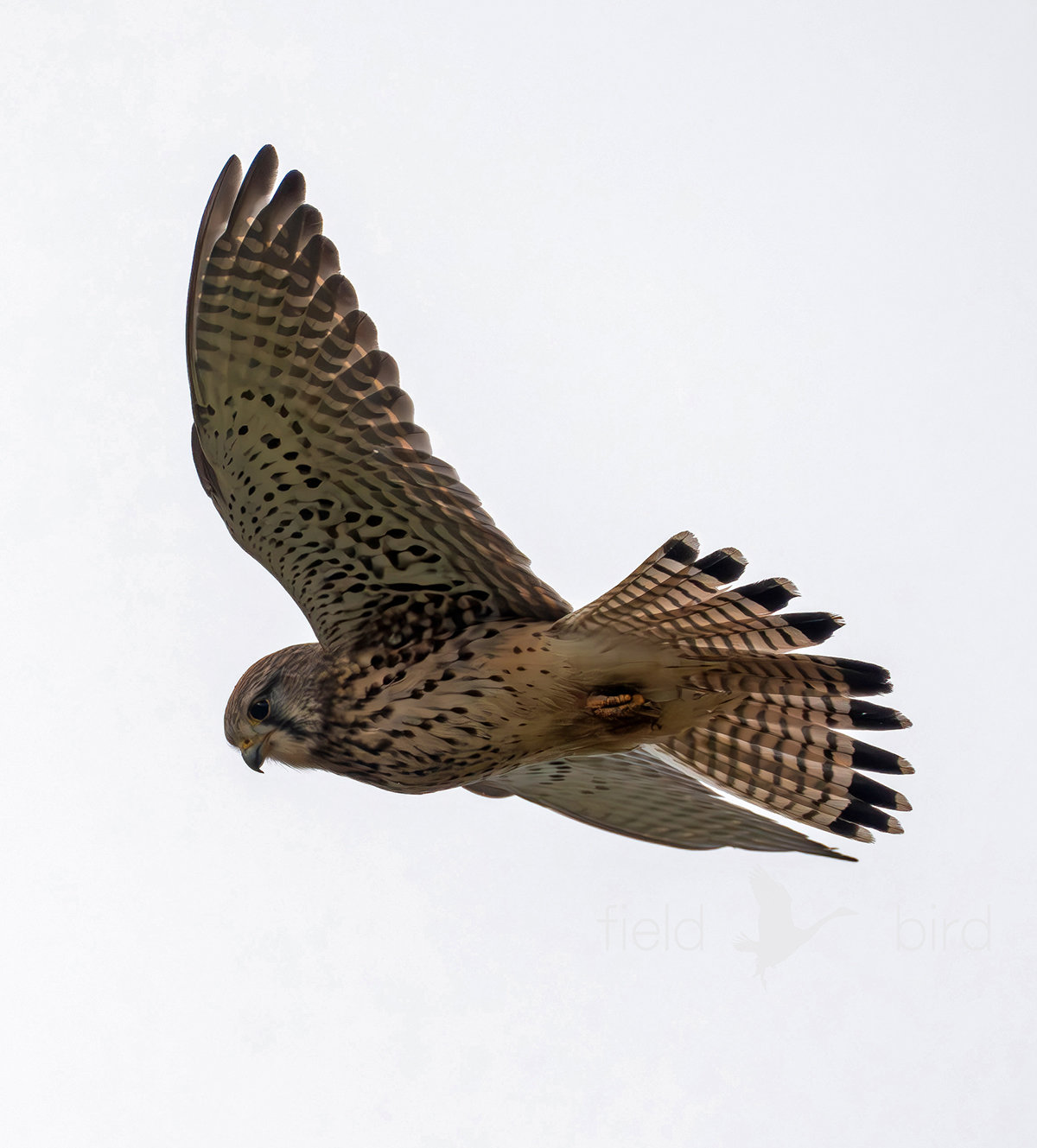 チョウゲンボウ