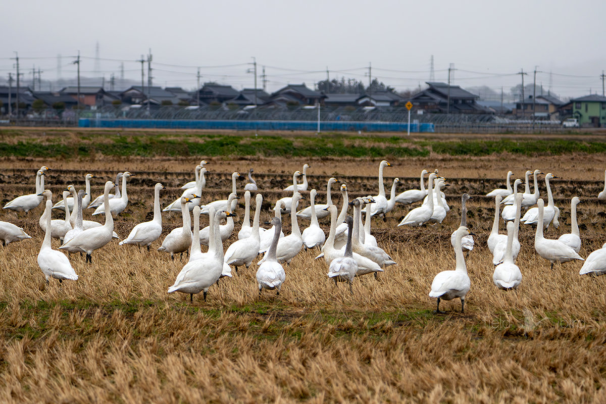 湖西のコハクチョウ
