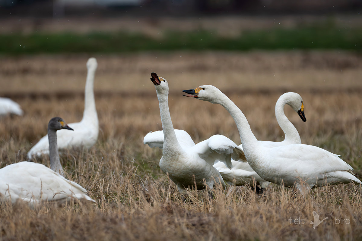 越冬中のコハクチョウ