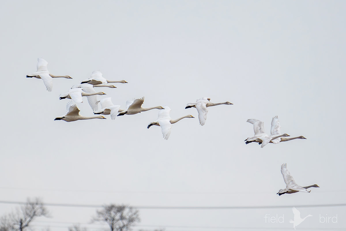 琵琶湖から帰って来るコハクチョウ