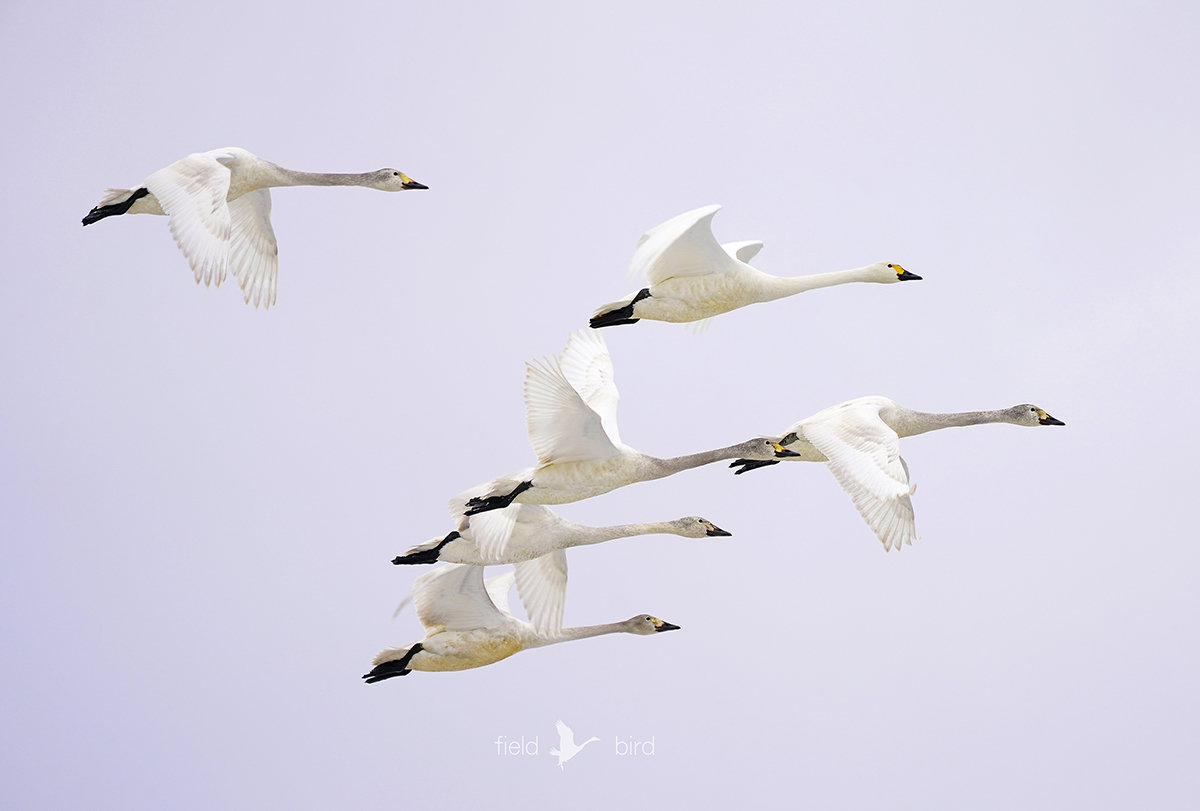 コハクチョウの北帰