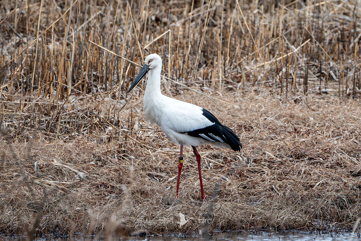 コウノトリJ0301