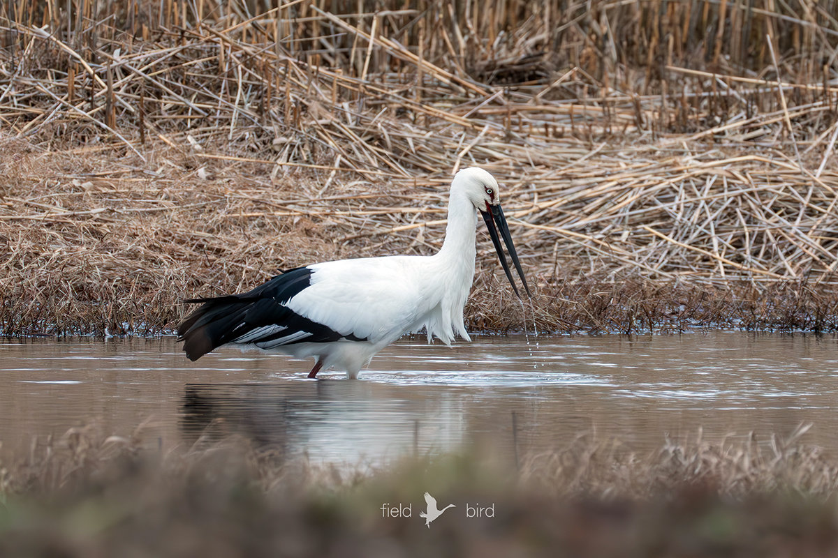 コウノトリ J0301
